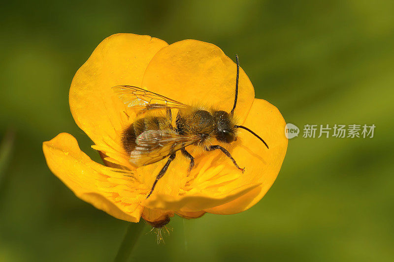 特写的红梅森蜂(Osmia rufa)在一个充满活力的毛茛花和模糊的背景